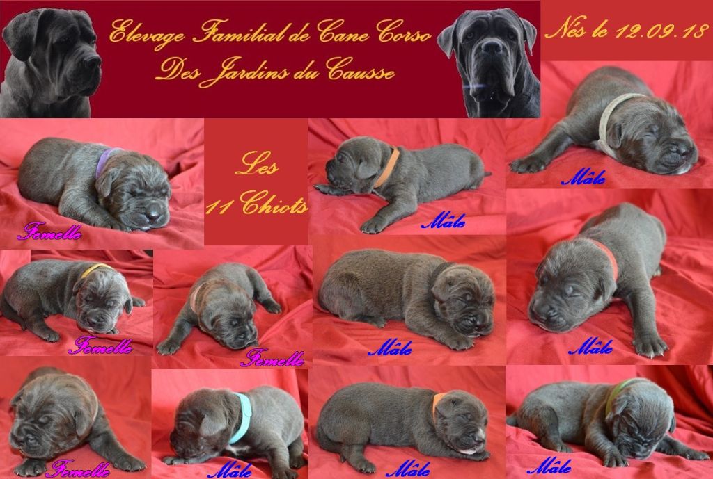 Des Jardins Du Causse - Cane Corso - Portée née le 12/09/2018